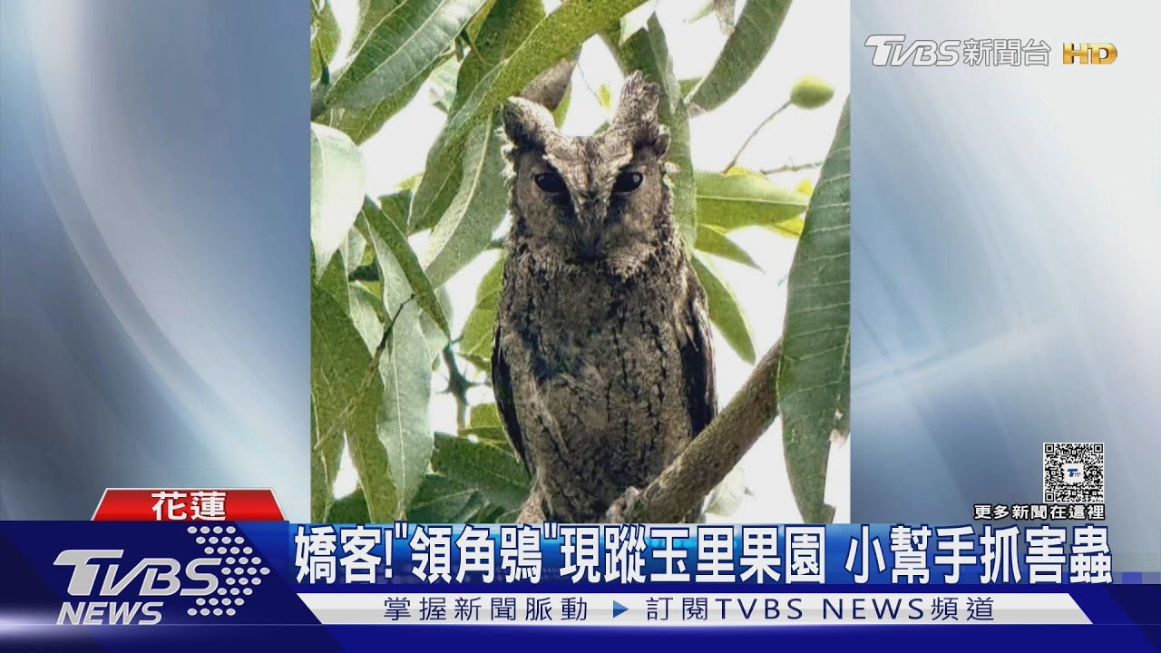 嬌客! 「領角鴞」現蹤玉里果園 小幫手抓害蟲