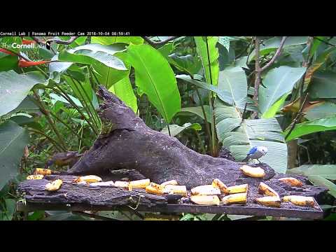 Blue-gray And Dusky-faced Tanagers Pop By Panama Feeders – Oct. 4, 2018