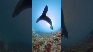 The only Dive buddy you need! #insta360diving #insta360x5 #insta360divebuddy