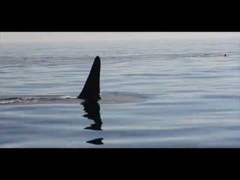 Observação de baleias e passeios ecológicos SpringTide