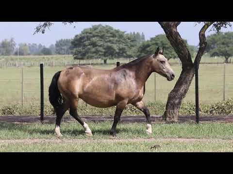 Lote 18 Luz da Lua 1805 Maufer