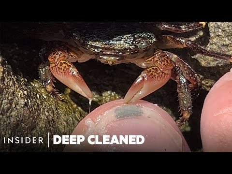 Would You Let a Crab Give You a Pedicure?