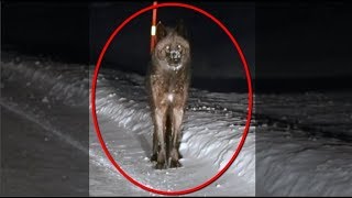 Massive Wolf Captured on Dash-Cam - Must Watch!!!