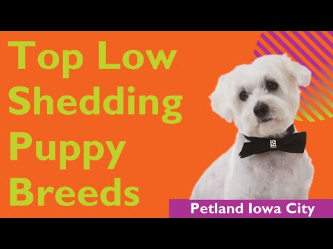 Low Shedding Puppy Breeds