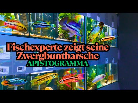 FISH EXPERT shows his DWARF CICHLS I APISTOGRAMMA