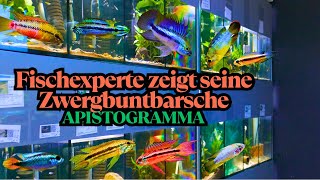 FISH EXPERT shows his DWARF CICHLS I APISTOGRAMMA