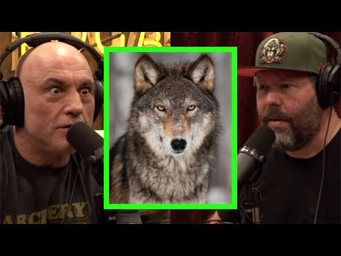 Wolves in Aspen and The States with the Most Apex Predators