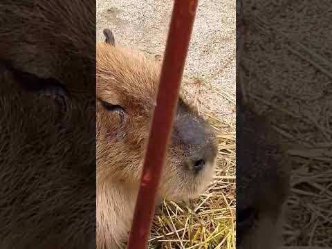 ブラジルの人 #お笑い #zoo #animals #サバンナ #カピバラ
