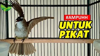 Download lagu PALING DICARI PIKAT !!! SUARA TRUCUKAN BETINA 1 JAM SUARA JERNIH BIKIN TRUCUKAN JANTAN MENDEKAT mp3