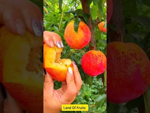 So Yummy Tasty &🍊🍑 Delicious Fruits🍍🍎🍓🍇#viral #shorts #video  #shristi #youtubeshort #trending#short