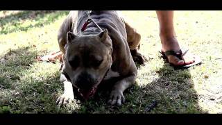 Ricky D. feat. Klasick & Nupalatin-Livin in Paradise