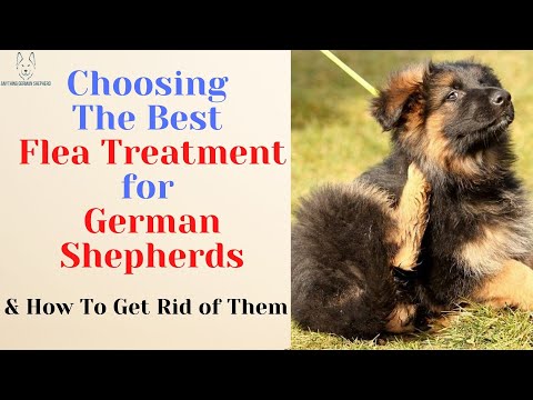 How To Choose The Best Flea Treatment for German Shepherds (+ How to Get Rid of Them)
