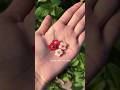2 Rs Mai Ear Tops Kaise Bnae Shorts Handmade Eartops Viral Youtubepartner