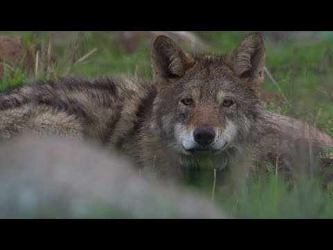 איך נראים חיי הזאבים ברמת הגולן?