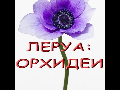 Леруа:ПРЕКРАСНЫЙ завоз ОРХИДЕЙ,на 00:47 не Манхеттен,а ВАШИНГТОН,18.06.22,ТЦ "Космопорт",Самара.