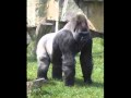 Taste a Gorilla's Ass