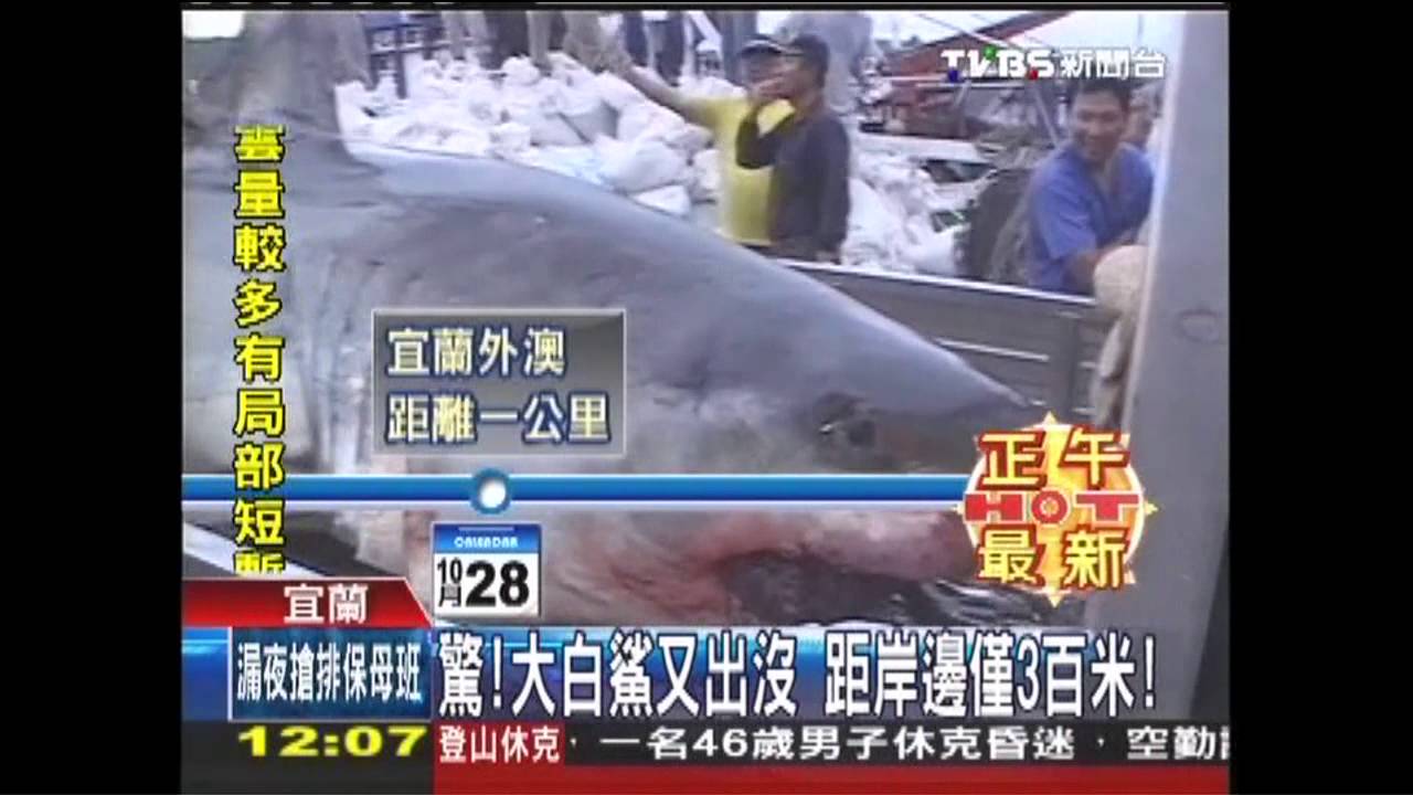驚！大白鯊又出沒　距岸邊僅3百米