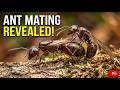 Amazing Ant Mating Process Nature S Tiny Miracle I Bug Verse Amazing Insect World Videos