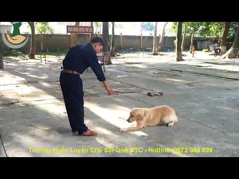 HUẤN LUYỆN CHÓ NGHE LỜI