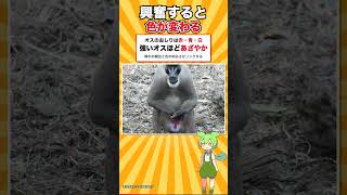 マンドリルじゃない「ドリル」というサルが大阪に1頭だけいます #shorts