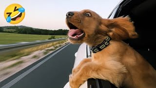 Hilarious Funny Animals Compilation 2025 🐶🐱 Cute Cats & Dogs That Will Make You Laugh