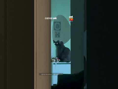 Gato observa tutora pelo cantinho do espelho e chama a atenção pela estratégia