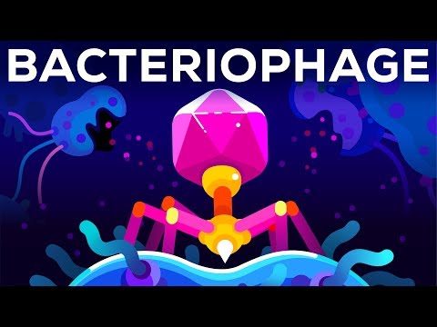 The Deadliest Being on Planet Earth – The Bacteriophage