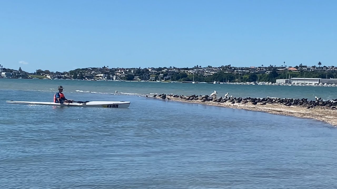 Kayak trip to Tahuna Torea nature reserve