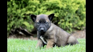 Video preview image #1 Belgian Malinois Puppy For Sale in RONKS, PA, USA