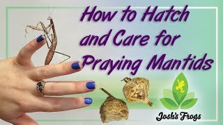 How to Hatch and Care for Praying Mantids