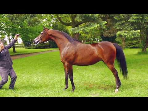 Pride Of Poland 2016 - Perforia