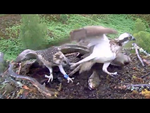 Ouch! Let go! Doddie mistakes Louis the Loch Arkaig Osprey's leg for a fish 30 Jul 2020