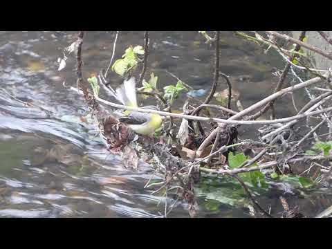 Grey wagtail