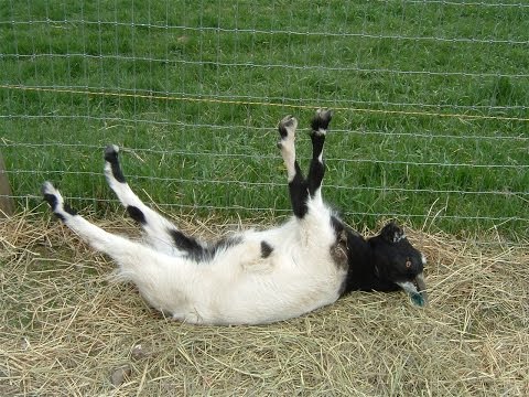 , title : 'Best of Fainting Goats | EpicVirals | [HD]'