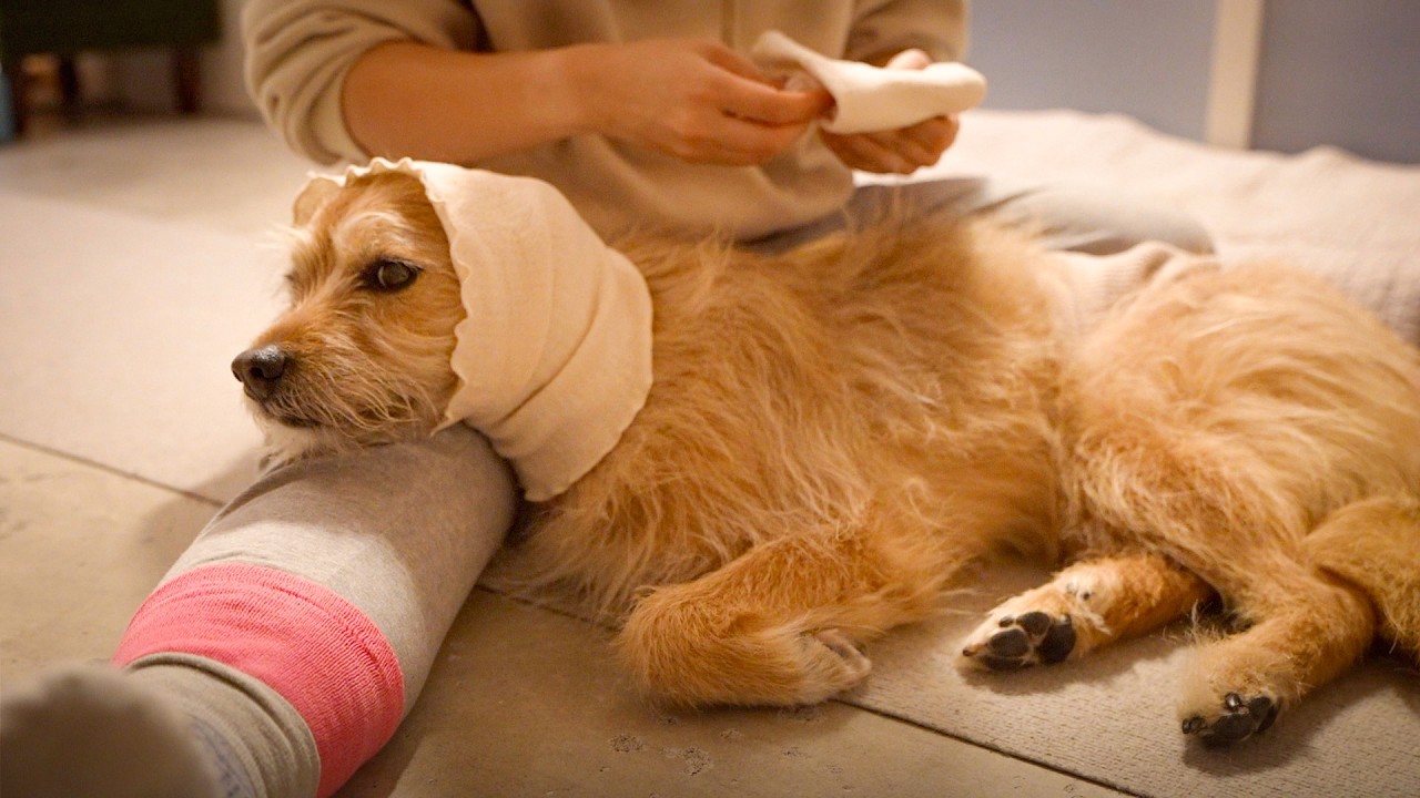 甲状腺の腫瘍を取る手術その後とご説明