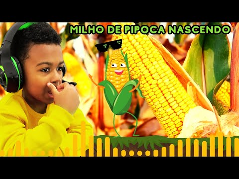 🌽MILHO DE PIPOCA NASCENDO 🌽GERMINAÇÃO DO MILHO 🌽CANAL DO THEO STEVAN BRINQUEDOS E BRINCADEIRAS.