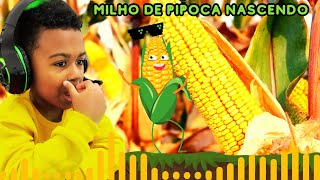 ?MILHO DE PIPOCA NASCENDO ?GERMINAÇÃO DO MILHO ?CANAL DO THEO STEVAN BRINQUEDOS E BRINCADEIRAS.