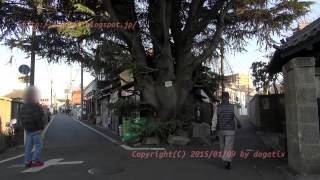 preview picture of video 'Japan Trip 2015 Tokyo Yanaka Cedar Tree.'