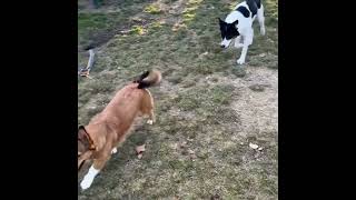 Video preview image #1 Border Collie Puppy For Sale in Emmett, ID, USA