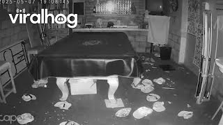 Rat Decorates Basement With Hats || ViralHog