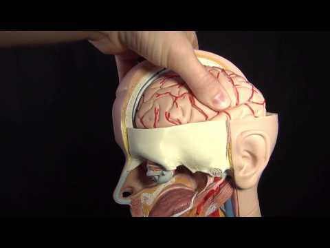 Increased ICP (Intracranial Pressure) Nursing Care Animation