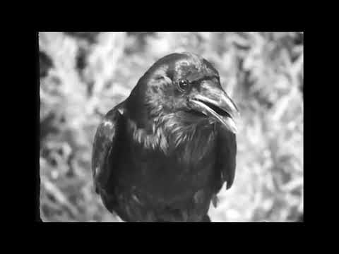 04 - Beli Remour ''Lambe Botas'' Ft. Makalister & Negro Rudhy