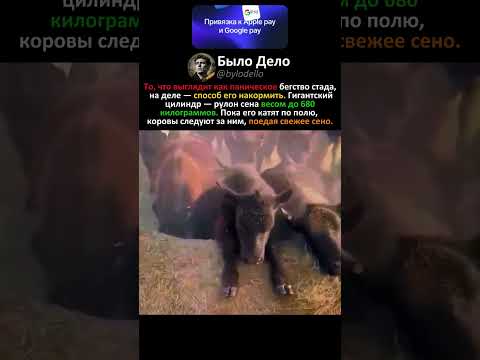 СТАДО ГОНИТСЯ ЗА ГИГАНТСКИМ РУЛОНОМ СЕНА