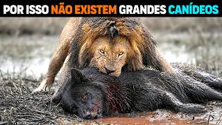 🚨 É por isso que os FELINOS são MAIS FORTES que os CANÍDEOS