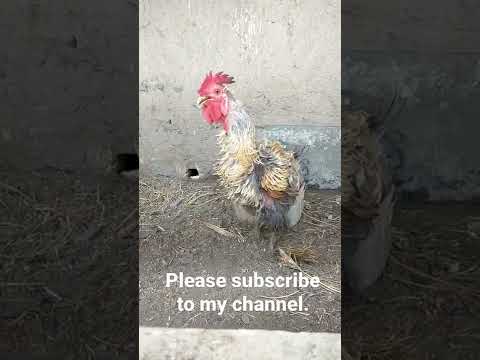 Rooster crowing 🐓 🐓 | Amazing creature | Fancy chicken 👻.
