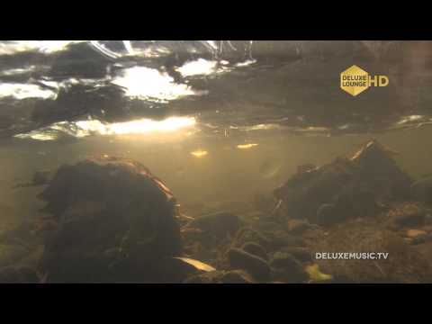 Kitty the Bill - Pink Champaigne