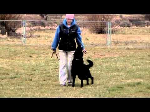 Ackey Levemar - obedience 1/2014