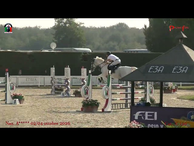 Vendita cavallo di 7 anni 
