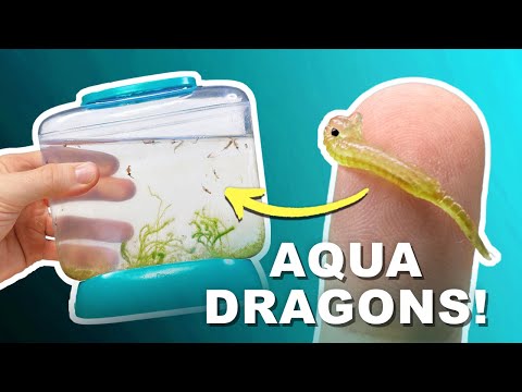 Aqua Dragons Deluxe Underwater World | Unboxing & Review!