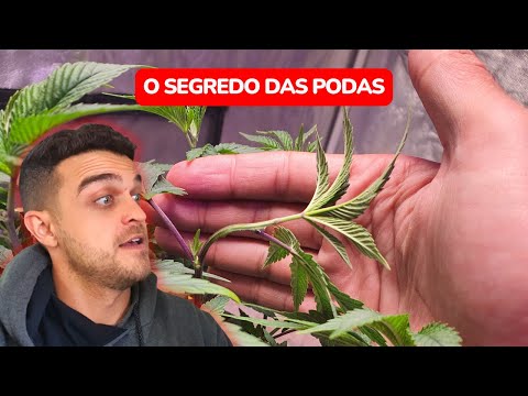 O segredo das PODAS no cultivo indoor